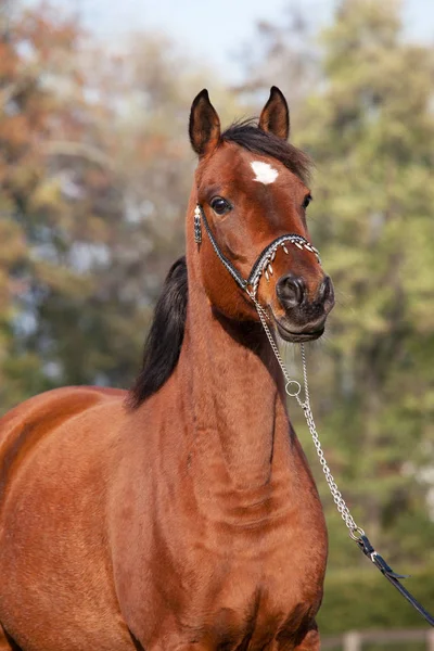Porträtt Trevlig Arabiska Häst — Stockfoto