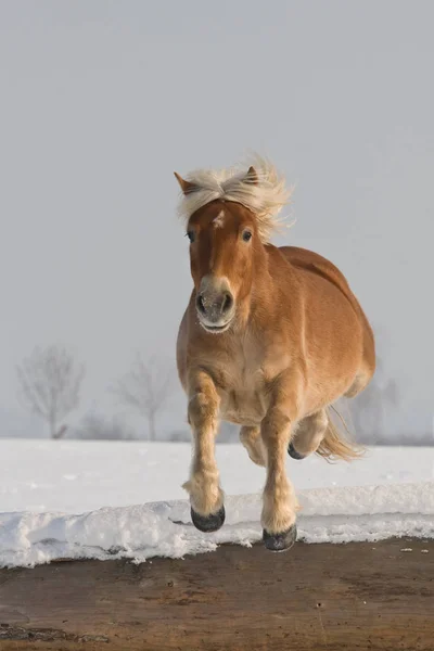 Nice Hafling Koně Jumping — Stock fotografie