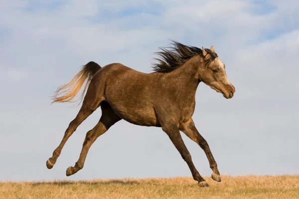 Cavalo Árabe Gosta Correr Através Prado — Fotografia de Stock