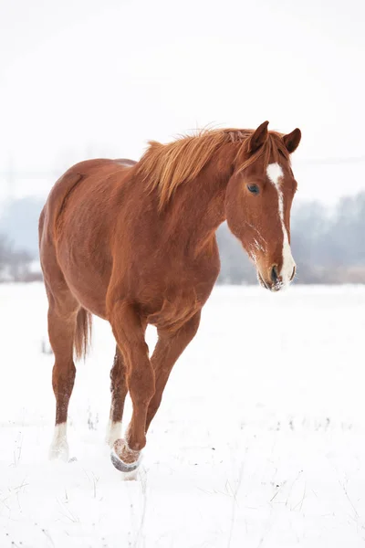Horse Running Winter Landscape — Stock Photo, Image
