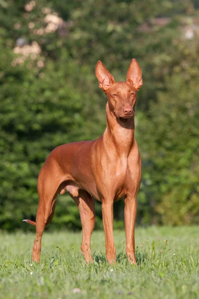 Retrato Bom Faraó Cão — Fotografia de Stock