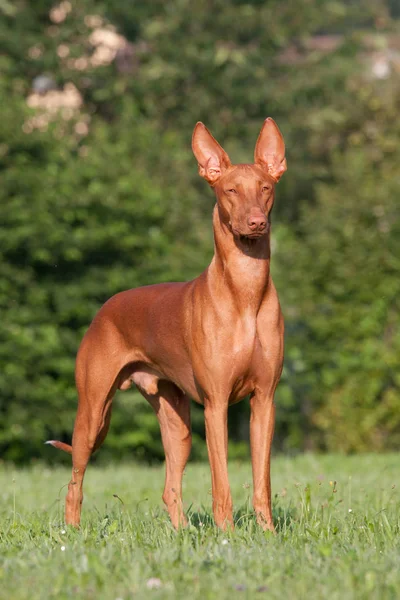 Portrait Nice Pharaoh Hound — Stock Photo, Image