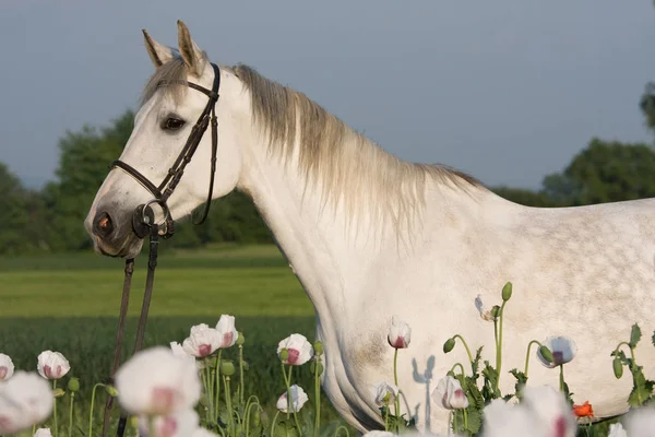 ケシ畑の白い馬の肖像 — ストック写真