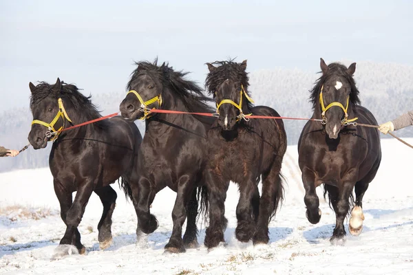 4頭の大きな堂々たる馬が走る — ストック写真
