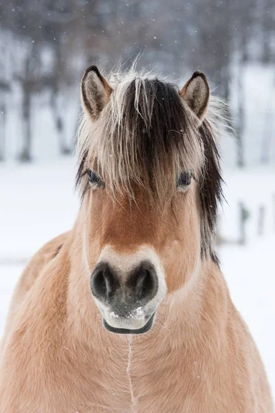 Portrait Nice Horse — Stock Photo, Image