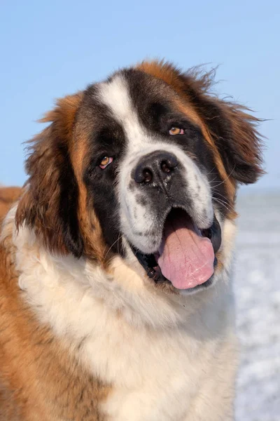 Portrait Saint Bernard — Photo