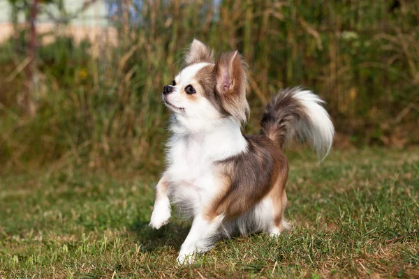 Retrato Bonito Perro Chihuahua — Foto de Stock