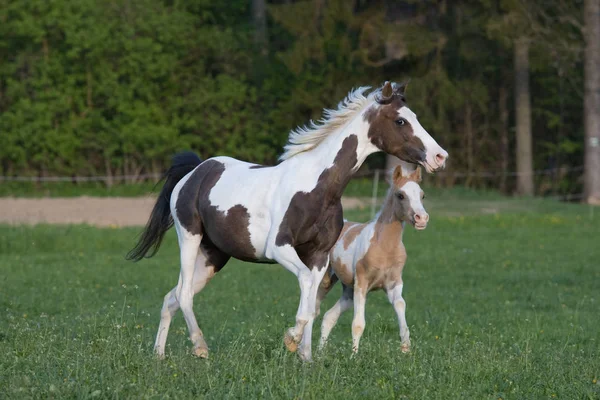 Pony Mare Avec Petit Poulain — Photo