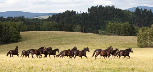 Uitvoeren Van Kudde Van Zwarte Kladrubian Paarden — Stockfoto