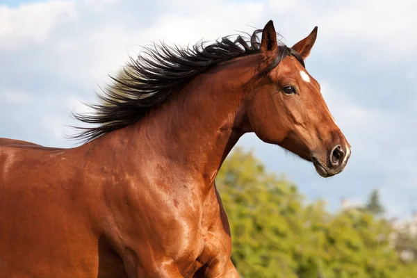 Mooi Bruin Paard Uitgevoerd Weide Zomer — Stockfoto