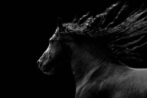 Black Horse Running Black Background — Stock Photo, Image