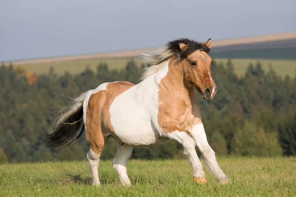 Bonito Pony Corriendo Prado —  Fotos de Stock