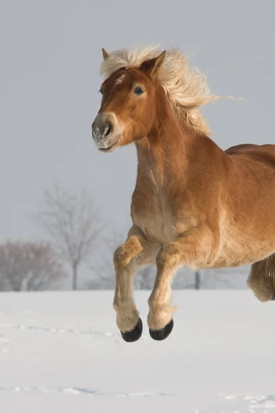 Nice Haflinger Horse Jumping — Stock Photo, Image