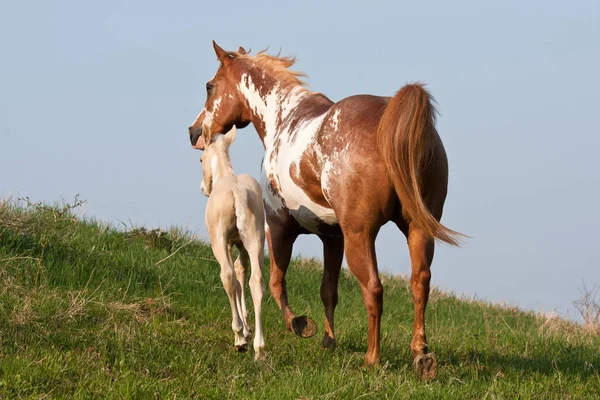 Pintar Yegua Caballo Con Potro Dulce —  Fotos de Stock