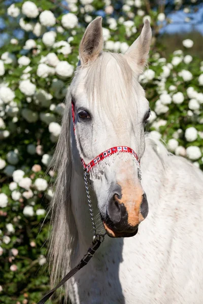 Portrét Nice Arabský Kůň — Stock fotografie