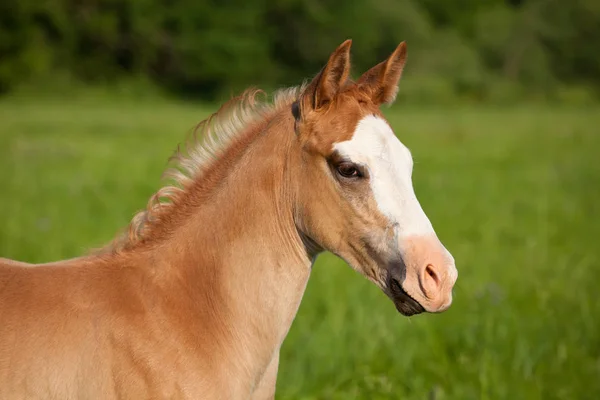 Portrét Nice American Quarter Horses — Stock fotografie