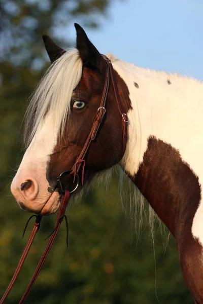 Porträt Eines Schönen Pferdes Irischer Kolben — Stockfoto