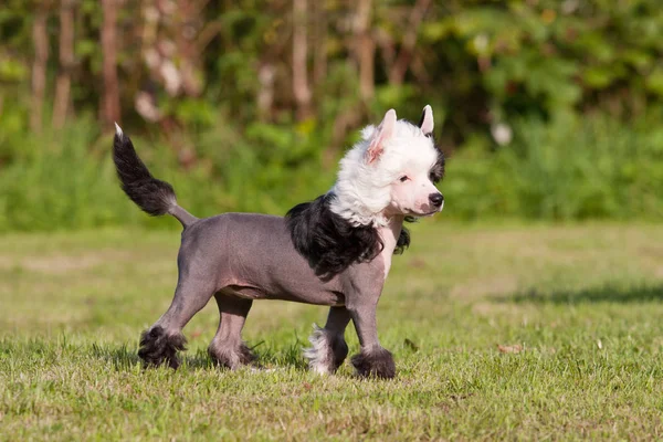 Portrait Nice Young Chinese Crested Dog — Zdjęcie stockowe