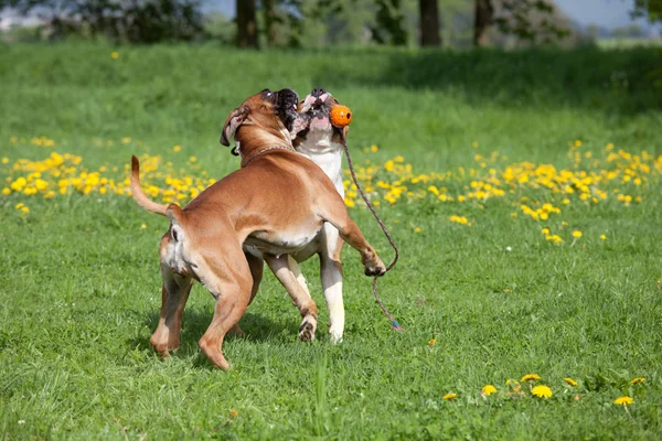 Americano Staffordshire Terrier Alemão Boxer Jogar Juntos — Fotografia de Stock