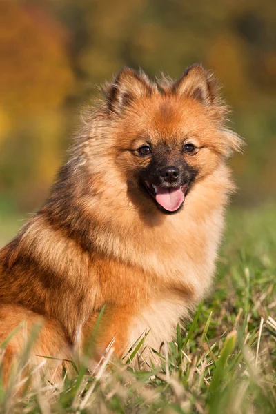 Porträtt Fin Brun Spitz — Stockfoto