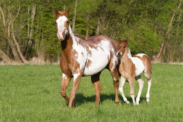 Mare Wiht Poulain Courir — Photo