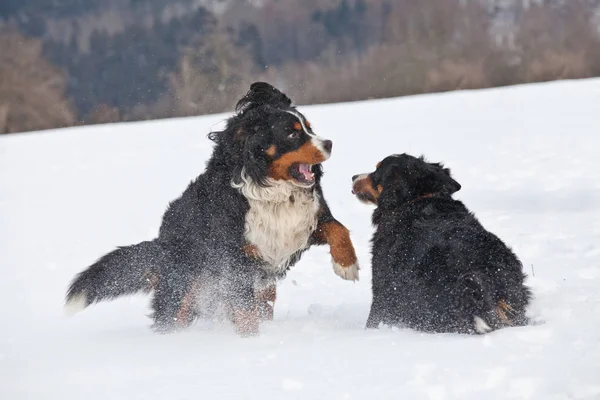 Dos Perros Montaña Berneses Jugando Nieve — Foto de Stock