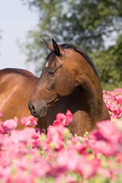 素敵な茶色の馬の肖像画 — ストック写真