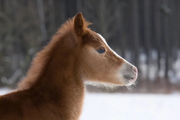 甘い小さな馬の頭 — ストック写真