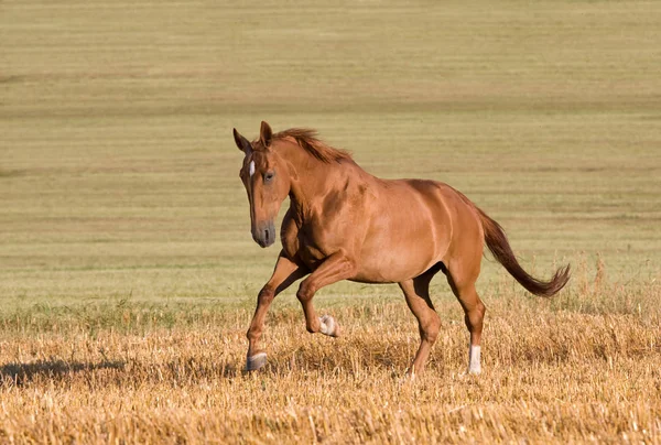 Bom Cavalo Correndo Natureza Livre — Fotografia de Stock