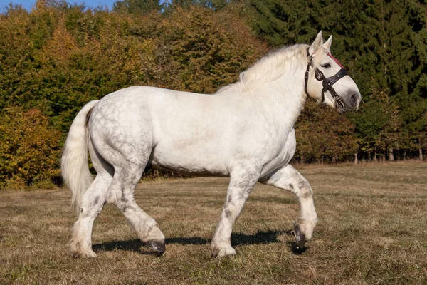 Ritratto Bel Cavallo Percheron — Foto Stock