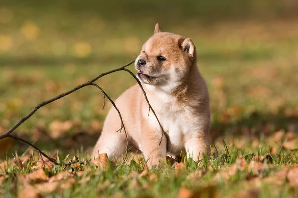 Bel Cucciolo Shiba Inu — Foto Stock