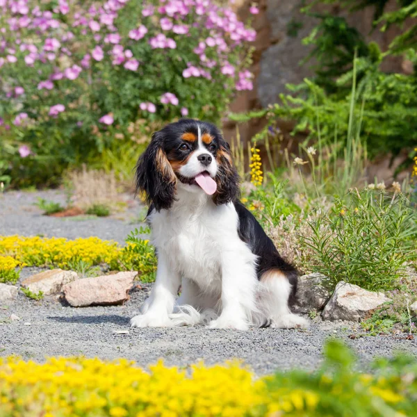 Retrato Adorável Cavaleiro Rei Charles Spaniel — Fotografia de Stock