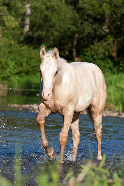 Joli Cheval Peinture Dans Une Rivière — Photo