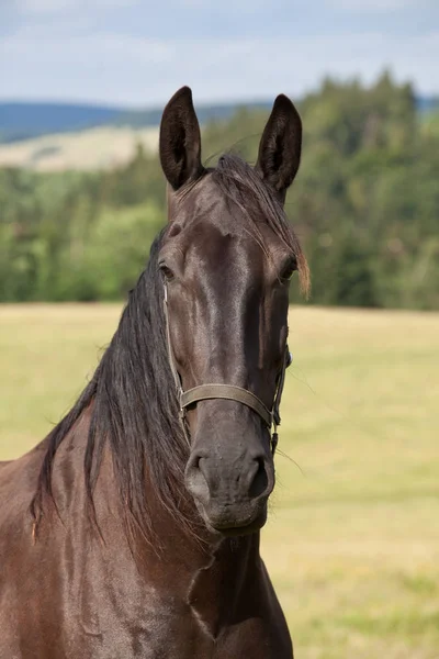 Porträtt Fin Svart Kladrubian Häst — Stockfoto