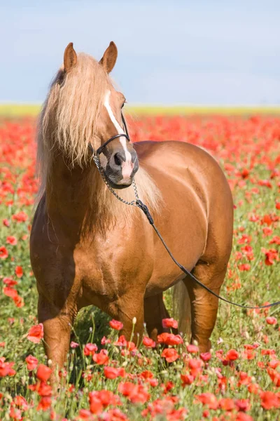 Portrait Beautiful Stallion Poppy Field — Stock Photo, Image