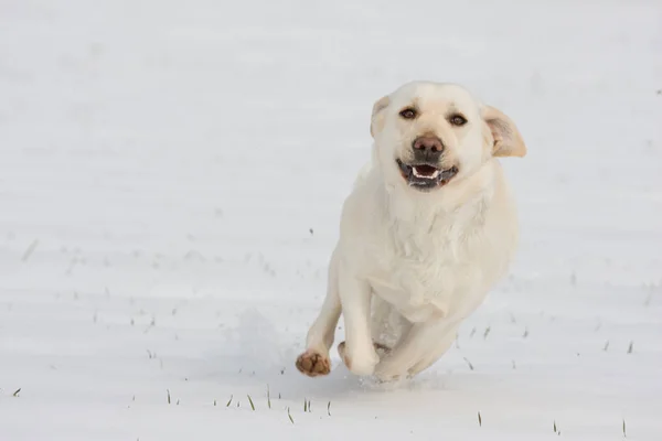 Correndo Cão Branco Feliz Labrador — Fotografia de Stock