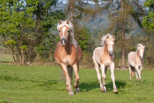 Tre Cavalli Che Corrono Haflinger — Foto Stock