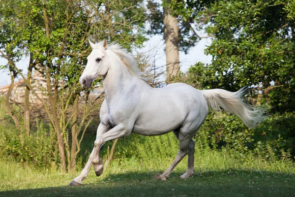 Mooi Wit Paard Uitgevoerd — Stockfoto