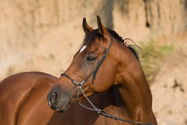 Mooi Wit Paard Uitgevoerd Weide — Stockfoto