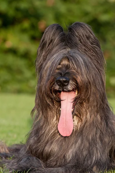 Szép Briard Portréja — Stock Fotó