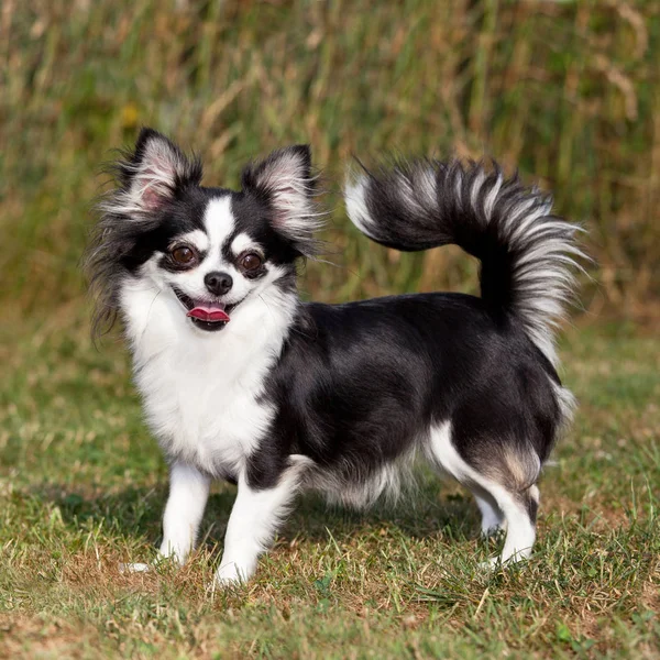 Porträtt Fin Chihuahua Hund — Stockfoto