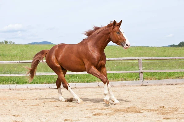 Portrét Nice Běží Horkokrevný Koně — Stock fotografie