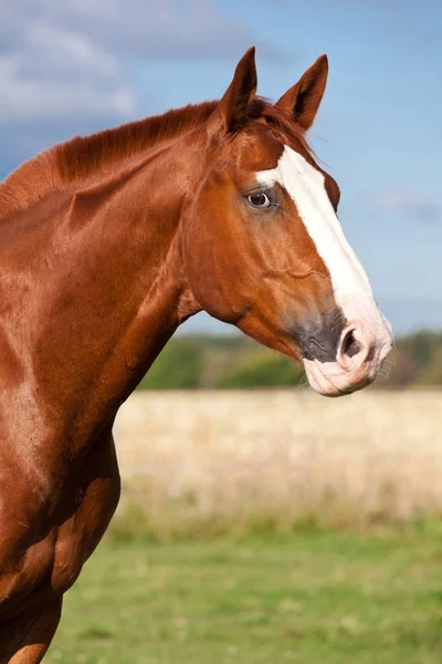 Porträtt Trevlig Ängssyra Häst — Stockfoto
