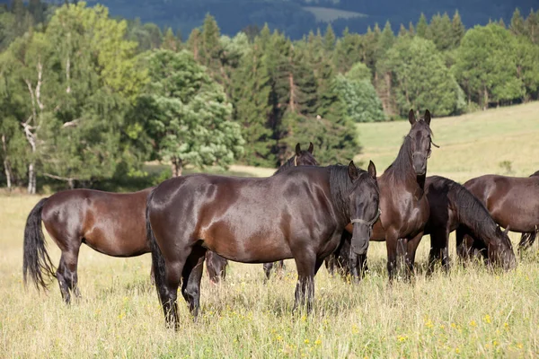 Portrait Herd Black Kladrubian Horses — Stock Photo, Image