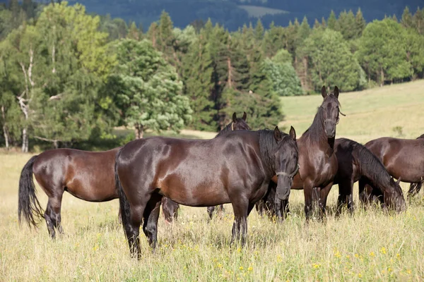 Retrato Manada Caballos Kladrubianos Negros — Foto de Stock