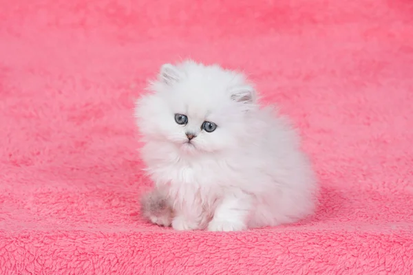 Silver Chinchilla Persian Kitten Pink Background — Stock Photo, Image