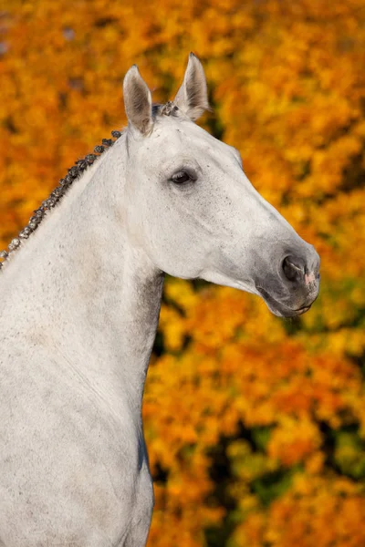 Retrato Bonito Caballo Blanco —  Fotos de Stock