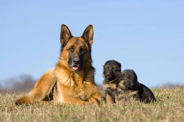 Cão Pastor Alemão Feminino Com Dois Filhotes Imagem De Stock