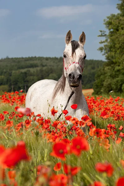 Retrato Bom Cavalo Árabe Campo Papoula Vermelha Fotografia De Stock