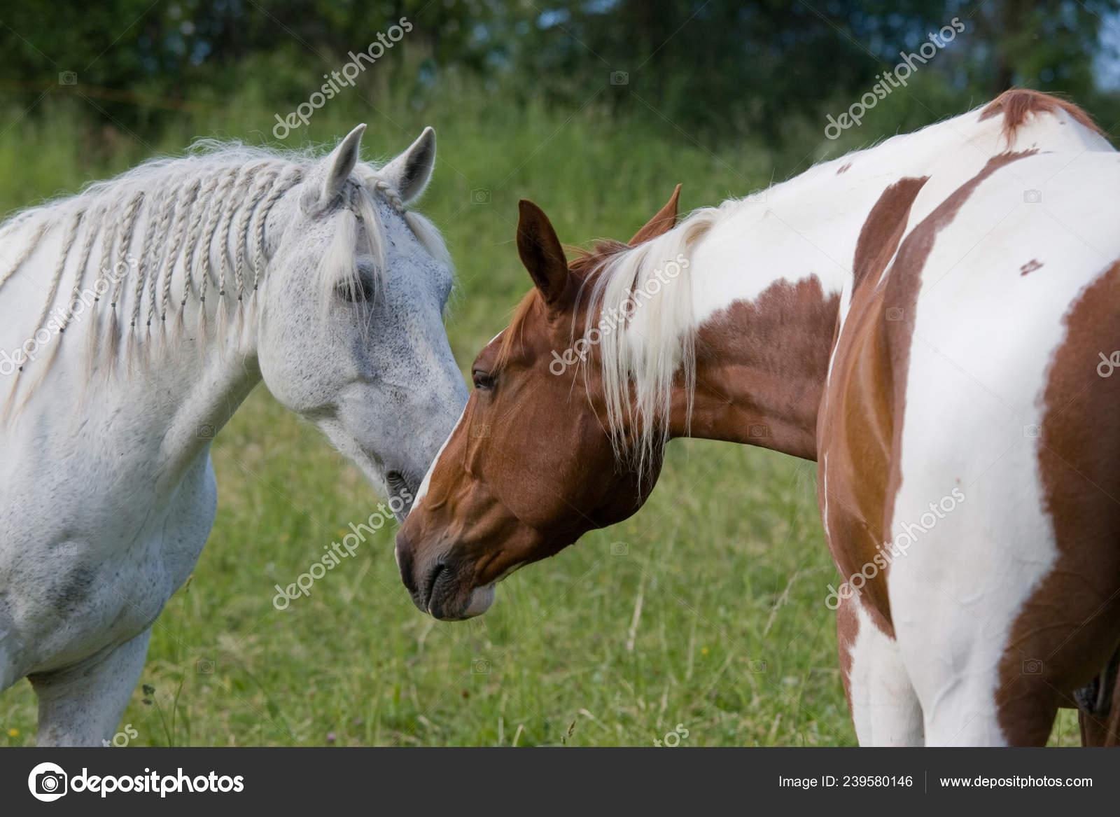 Two Nice Horses Nature Outdoors Stock Photo Image By C Lenkadan 239580146